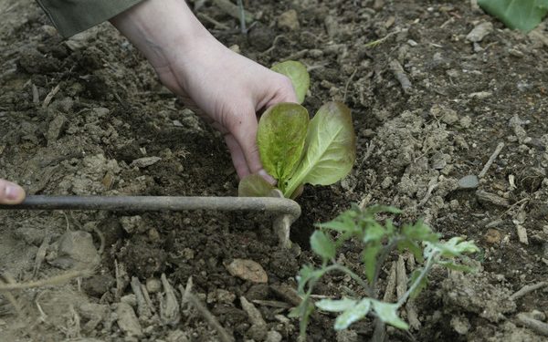 DIA DA TERRA ( BAGUIM DO MINTE )- AGRICULTURA BIOLÓGICA: Plantação de alfaces biológicos.