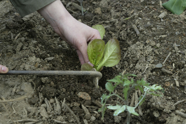 DIA DA TERRA ( BAGUIM DO MINTE )- AGRICULTURA BIOLÓGICA: Plantação de alfaces biológicos.