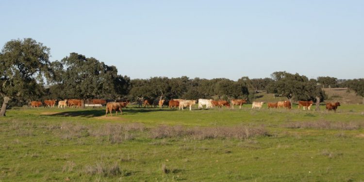 vacas pastagem