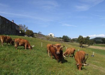 vacas