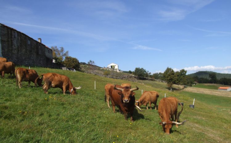 vacas