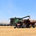 colheita trigo