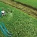 agricultura drones