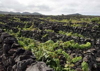 vinha açores