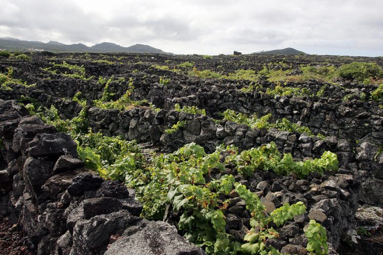 vinha açores