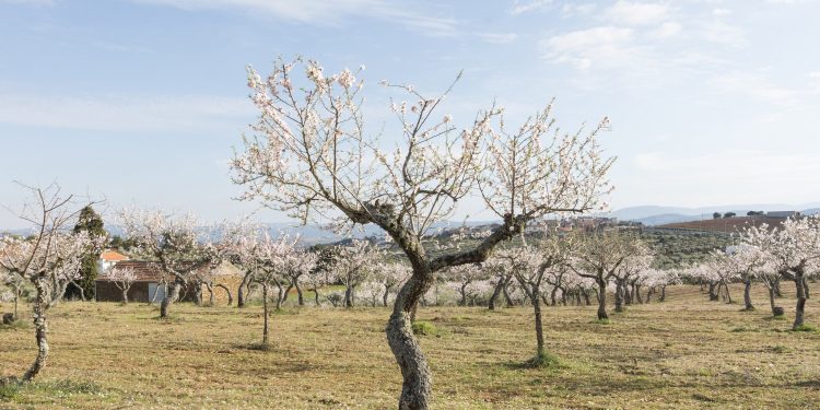 amendoeira