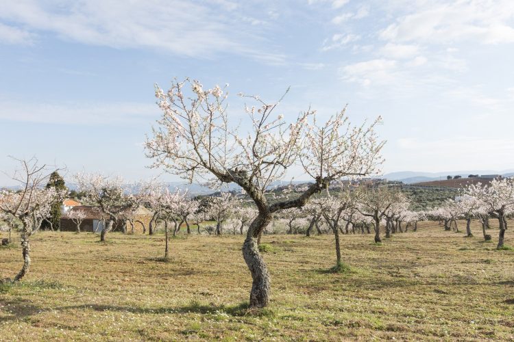 amendoeira