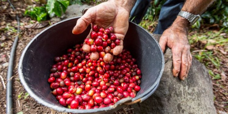 café açores