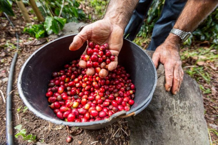 café açores