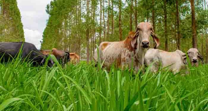 A pesquisa reforça a importância das condições confortáveis para o bom desempenho dos animais - Foto: Fabiano Bastos