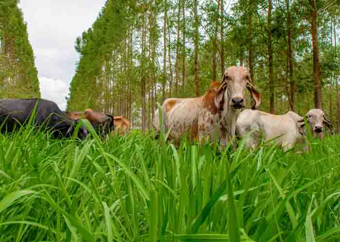 A pesquisa reforça a importância das condições confortáveis para o bom desempenho dos animais - Foto: Fabiano Bastos