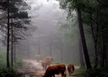 vacas