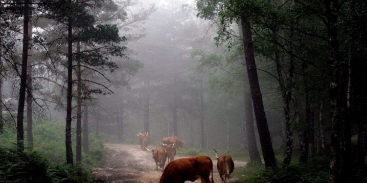 vacas