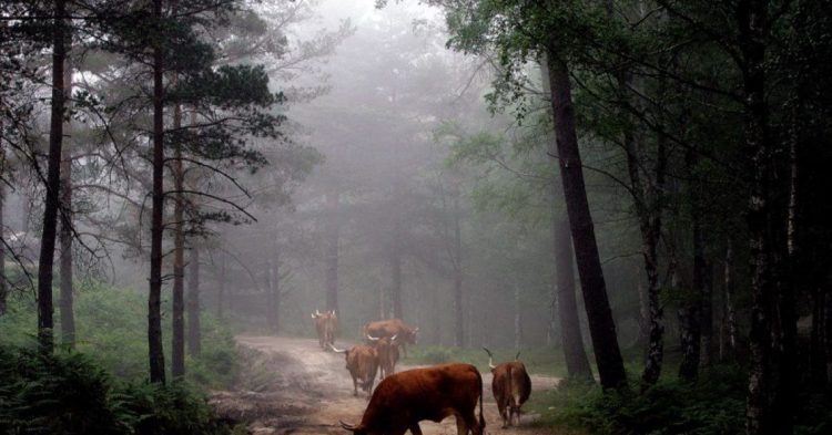 vacas