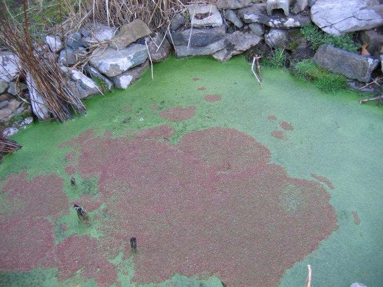 alga
