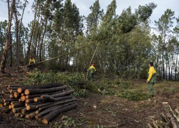 limpeza floresta