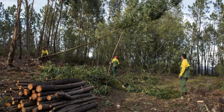 limpeza floresta