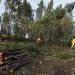 limpeza floresta