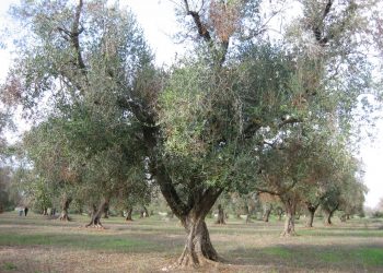 Xylella fastidiosa