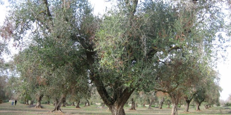 Xylella fastidiosa