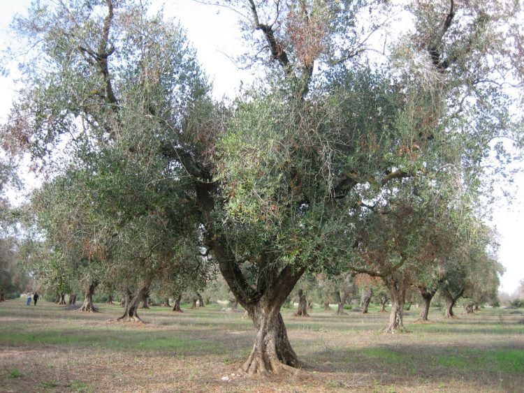 Xylella fastidiosa