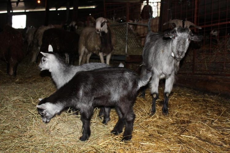 cabrito