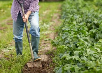 agricultor