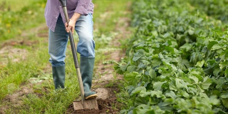 agricultor