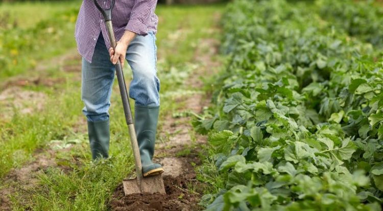 agricultor