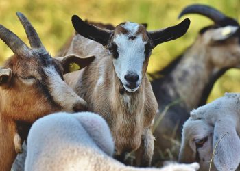 cabras