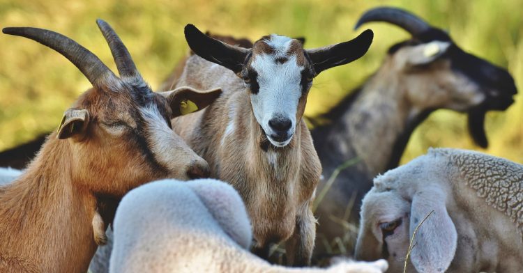 cabras