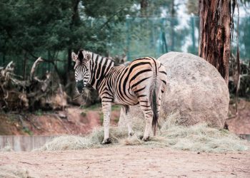 zebra