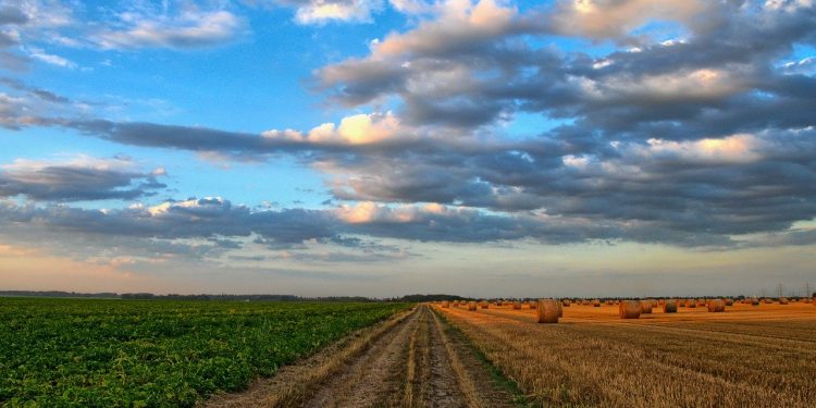 agricultura