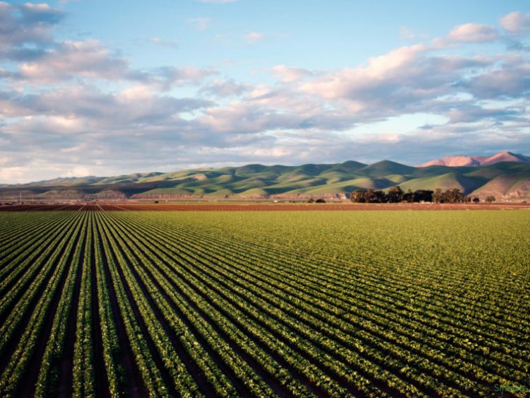 agricultura