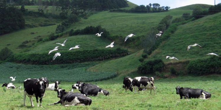 vacas açores