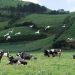 vacas açores