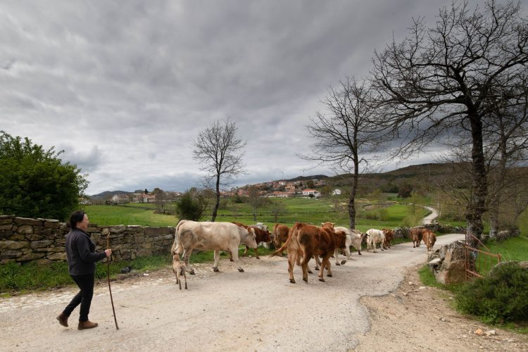 vacas atilho