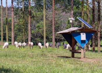 vacas brasil