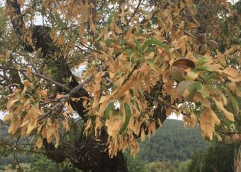 xylella amendoeira