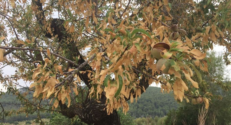 xylella amendoeira