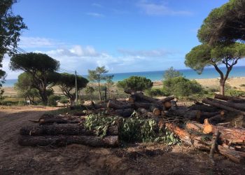 limpeza floresta