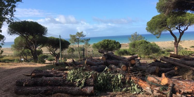 limpeza floresta