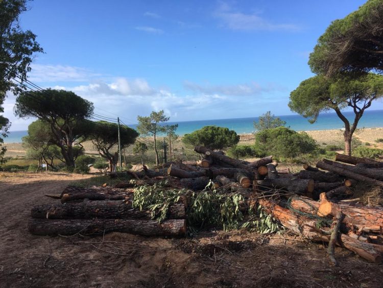 limpeza floresta