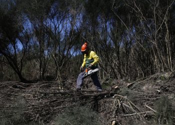 limpeza floresta