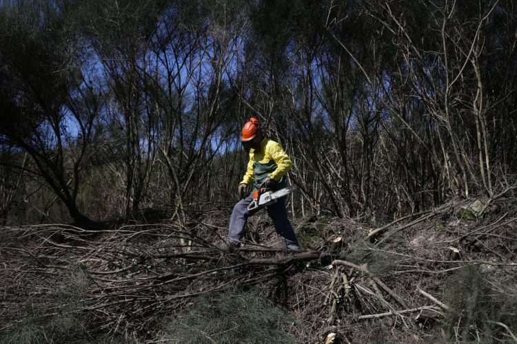 limpeza floresta