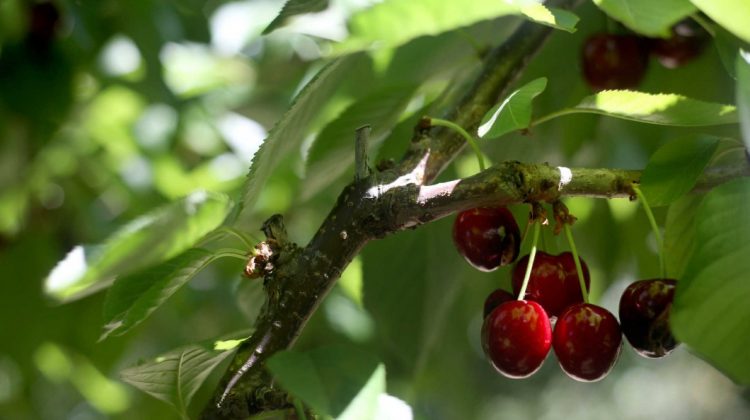 cereja