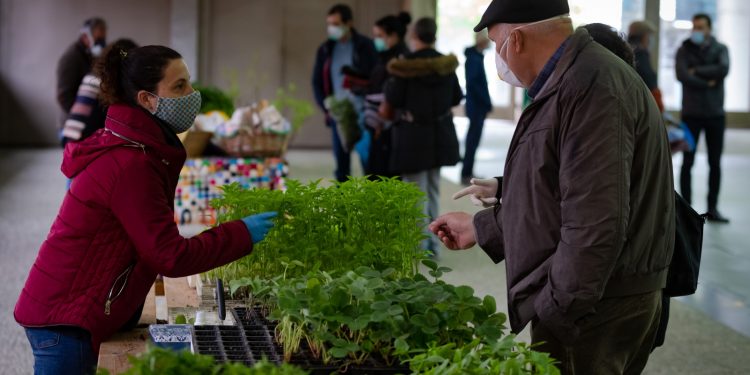 mercado agricola