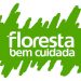 floresta bem cuidada