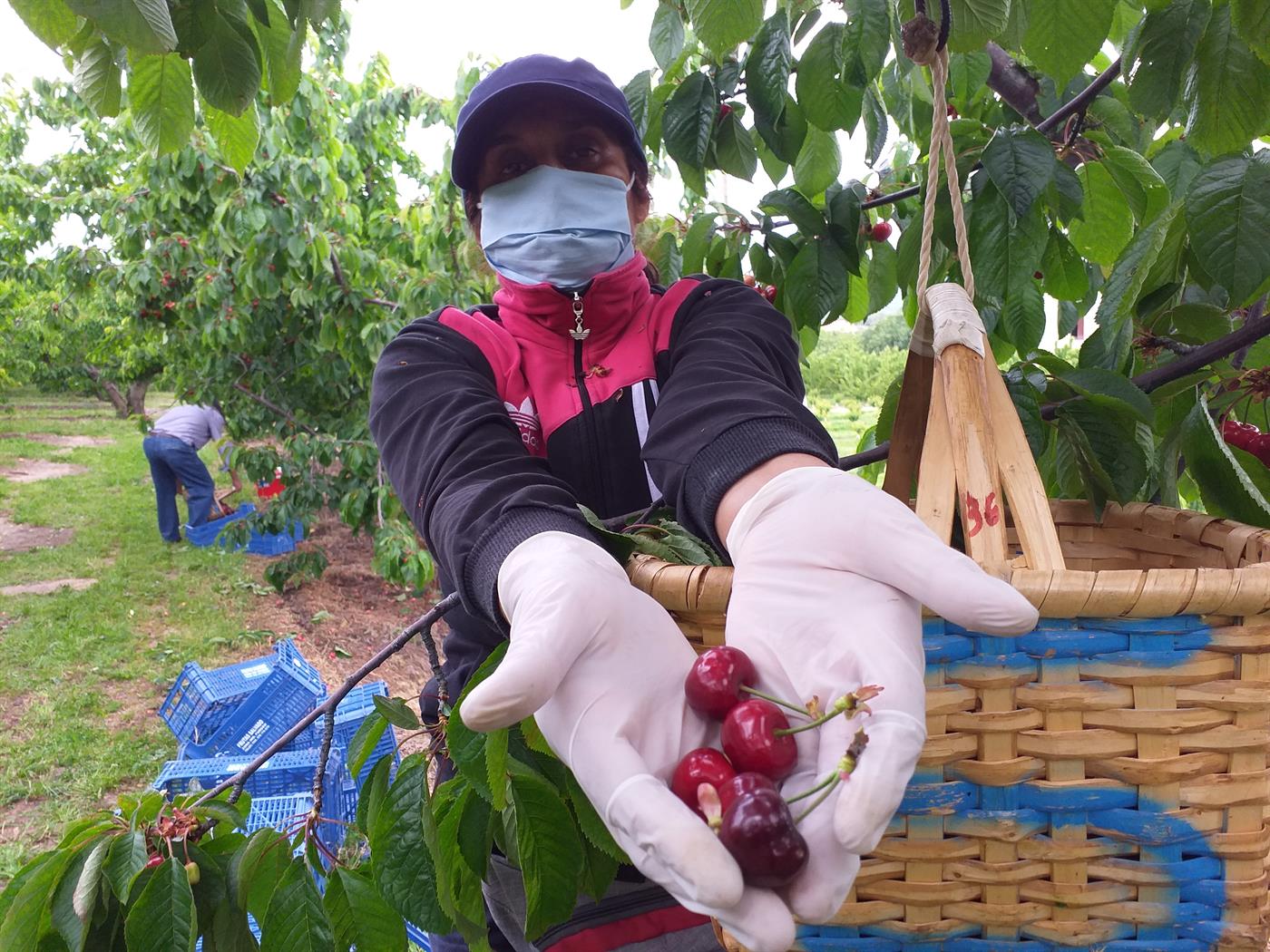 Campanha da cereja no Fundão - Agroportal