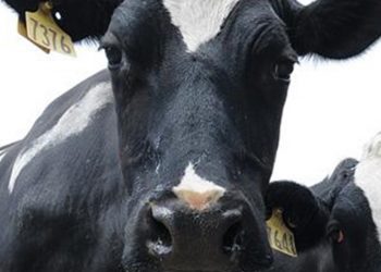 vaca